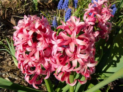 En güzel çiçekler