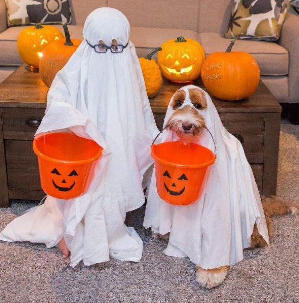 3 yaşındaki Buddy ve en yakın dostu aynı kaderi paylaşıyor