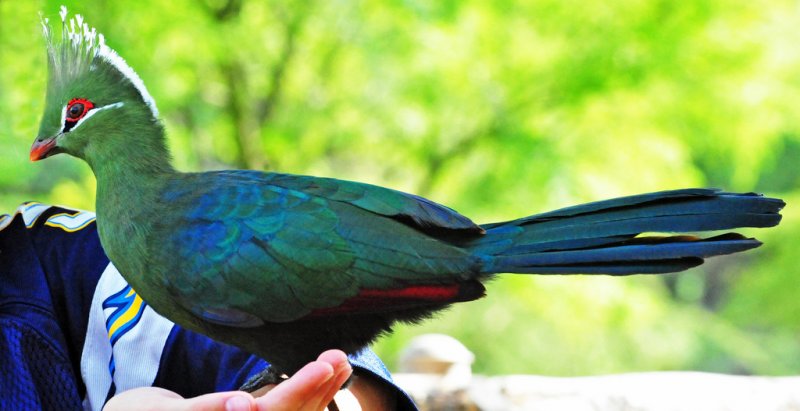 30 kuş türünün muhteşem görüntüsü