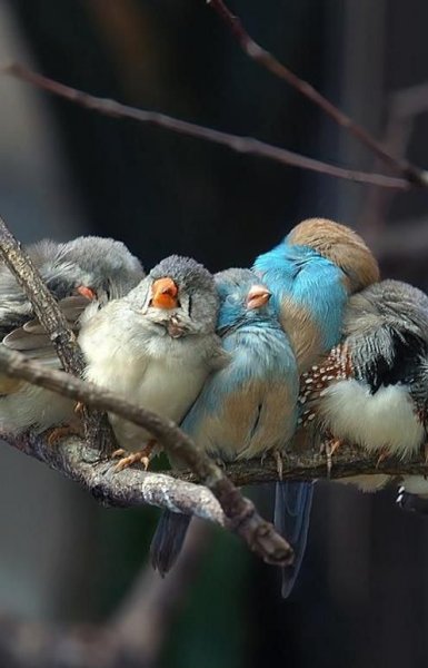 Doğanın en güzel renklerine sahip kuşlar