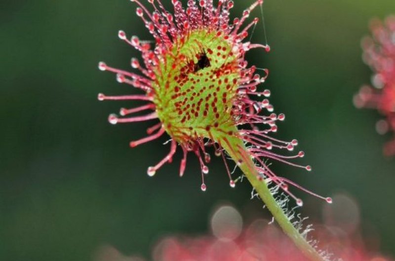 Nadir görülen ilginç bitkiler
