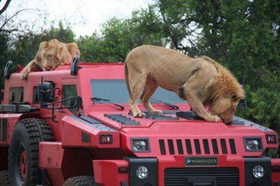 Dünyanın en durdurulamaz aracı: Marauder