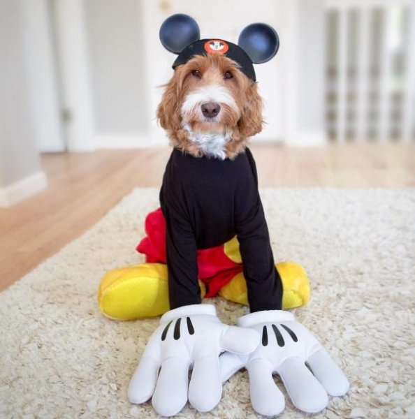 3 yaşındaki Buddy ve en yakın dostu aynı kaderi paylaşıyor