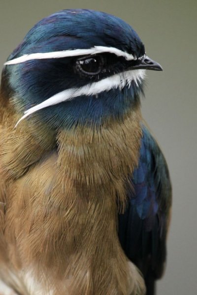 Doğanın en güzel renklerine sahip kuşlar