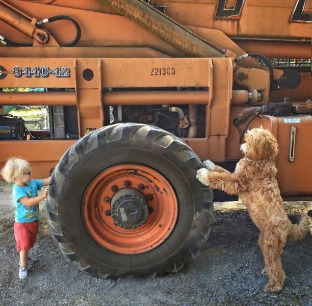 3 yaşındaki Buddy ve en yakın dostu aynı kaderi paylaşıyor