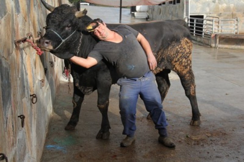Kurbanlık satış fiyatları açıklandı