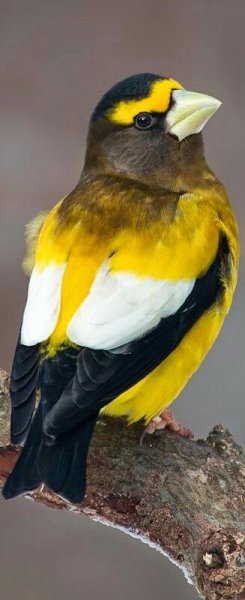 Doğanın en güzel renklerine sahip kuşlar