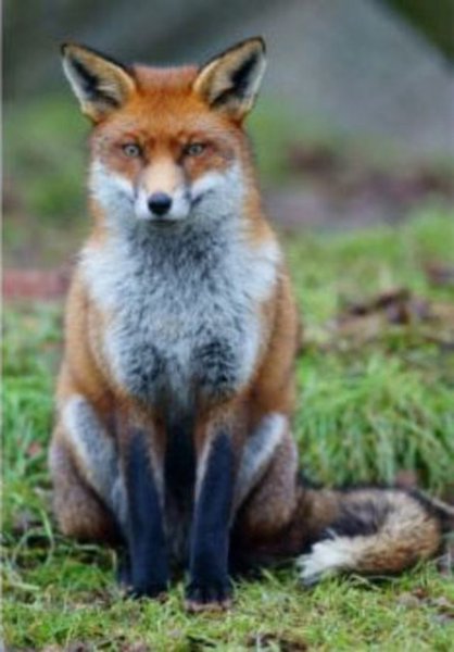 Evrim geçiren hayvanlar 