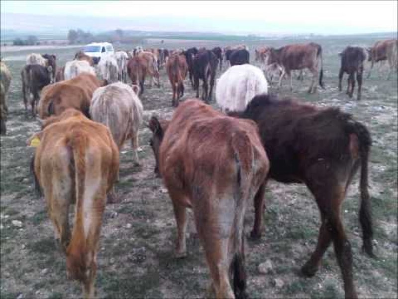 Kurbanlık satış fiyatları açıklandı