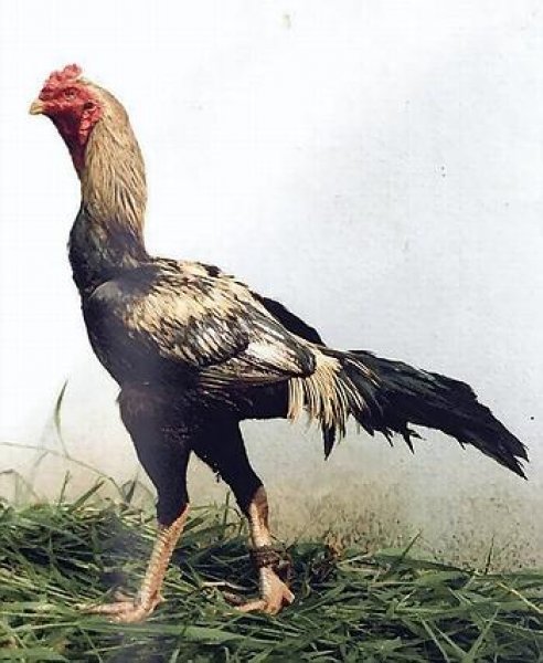 En ilginç tavuk ve horoz türleri