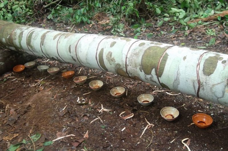 Nadir görülen ilginç bitkiler