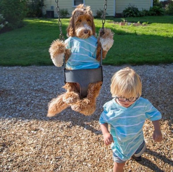 3 yaşındaki Buddy ve en yakın dostu aynı kaderi paylaşıyor