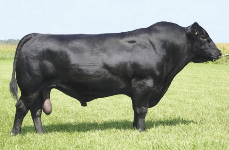 Kurbanlık satış fiyatları açıklandı