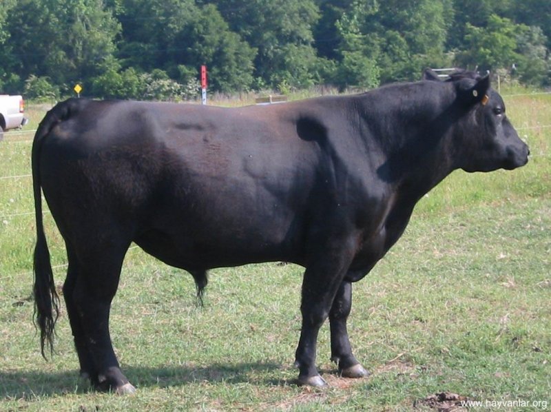 Kurbanlık satış fiyatları açıklandı