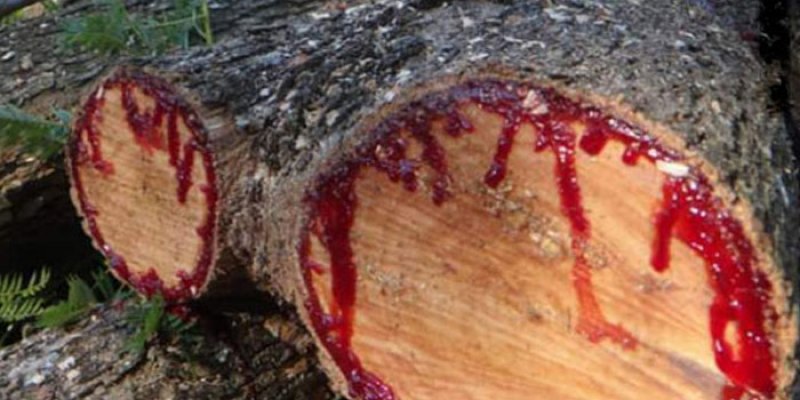 Nadir görülen ilginç bitkiler