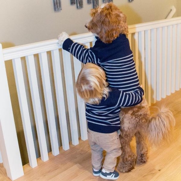 3 yaşındaki Buddy ve en yakın dostu aynı kaderi paylaşıyor