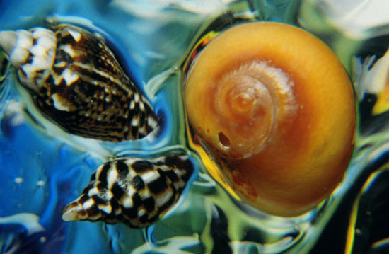 2009 un en iyi fotoğrafları 