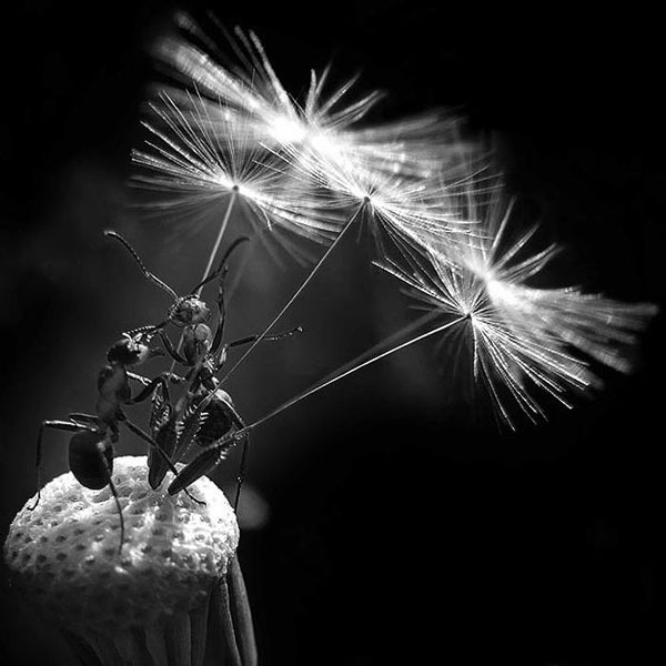 2009 un en iyi fotoğrafları 