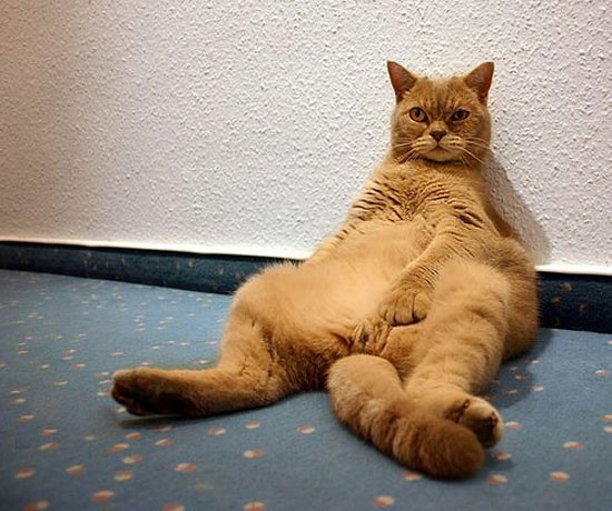 Hayvanların en komik halleri 