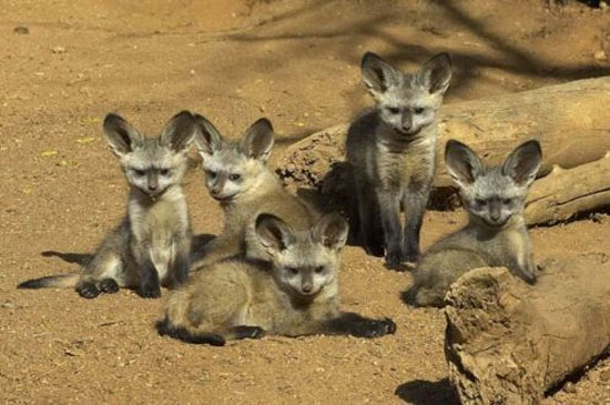 Hayvanların en komik halleri 