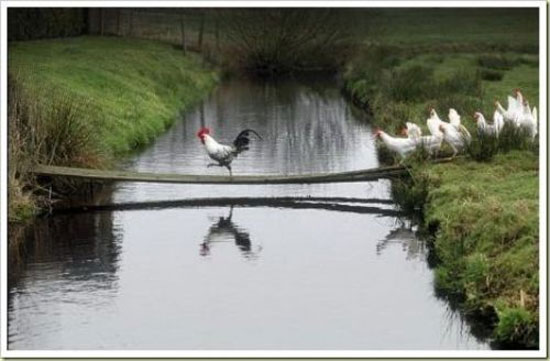 Hayvanların en komik halleri 