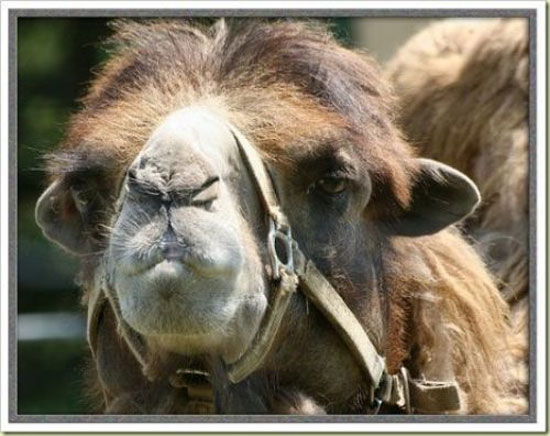 Hayvanların en komik halleri 