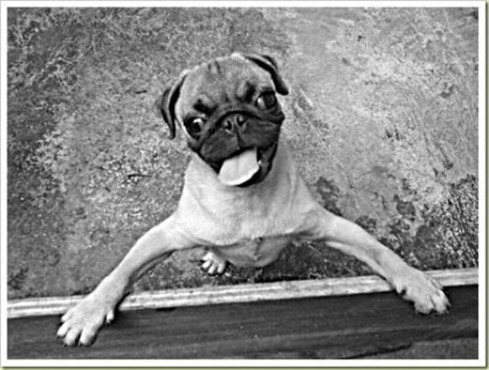 Hayvanların en komik halleri 