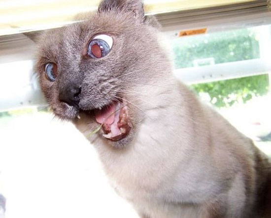 Hayvanların en komik halleri 