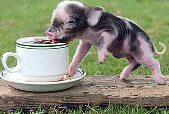 Hayvanların en komik halleri 