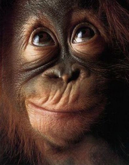 Hayvanların en komik halleri 