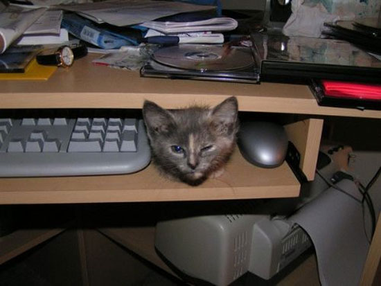 Hayvanların en komik halleri 