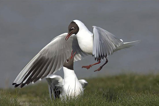 Hayvanların en komik halleri 