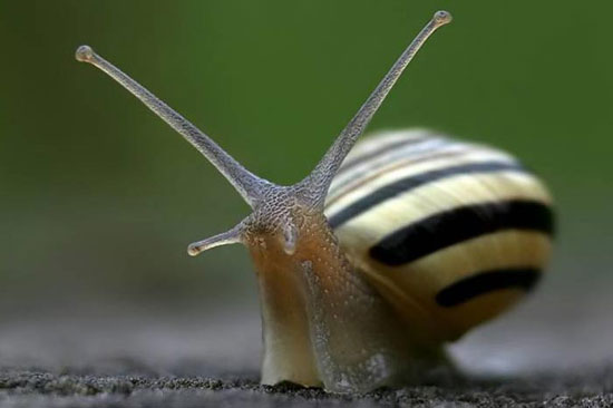 Hayvanların en komik halleri 