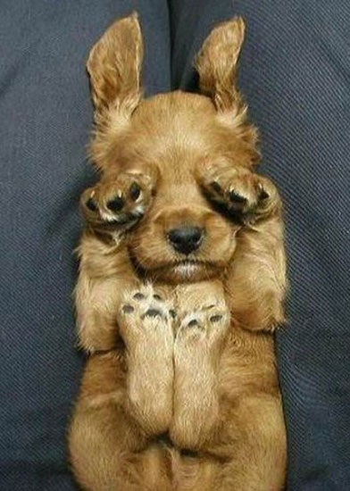 Hayvanların en komik halleri 