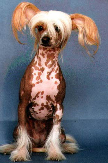 Hayvanların en komik halleri 