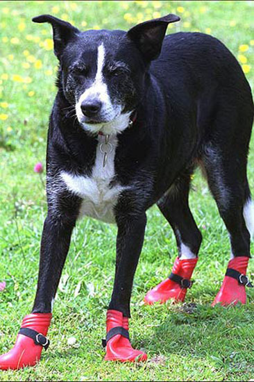 Hayvanların en komik halleri 