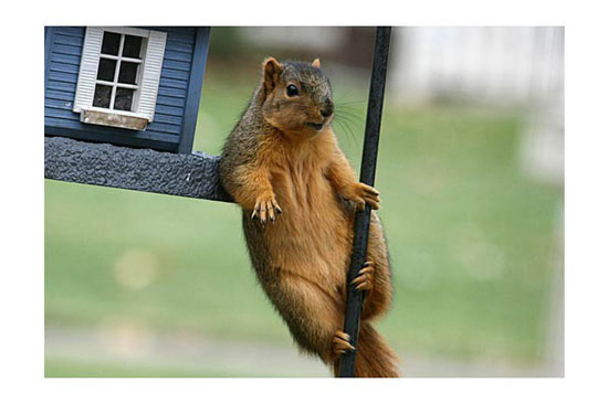 Hayvanların en komik halleri 