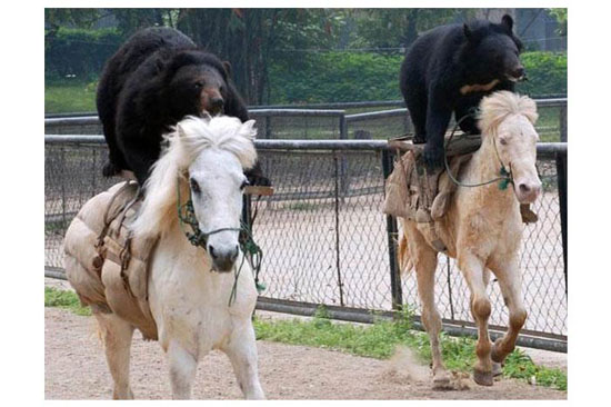 Hayvanların en komik halleri 