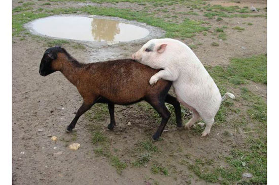 Hayvanların en komik halleri 