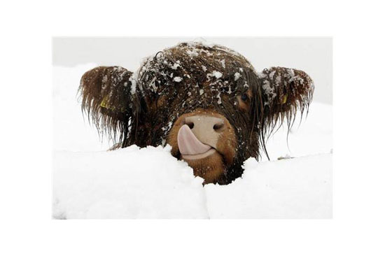 Hayvanların en komik halleri 