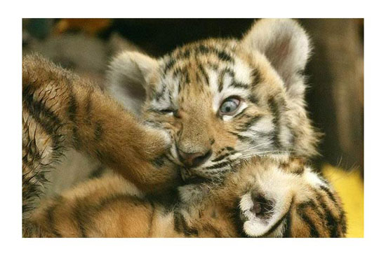 Hayvanların en komik halleri 