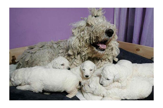 Hayvanların en komik halleri 