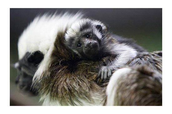 Hayvanların en komik halleri 