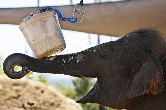 Hayvanların en komik halleri 