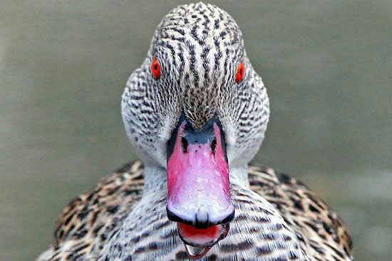 Hayvanların en komik halleri 