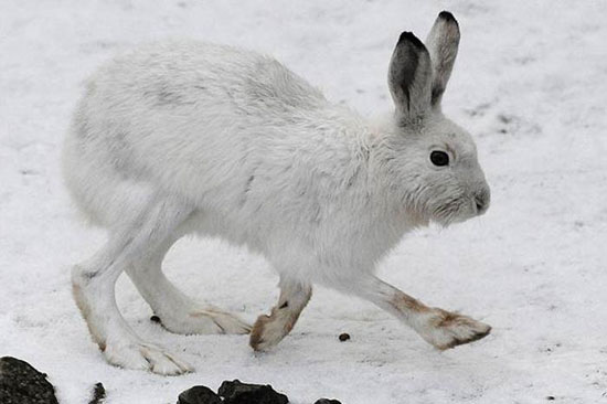 Hayvanların en komik halleri 