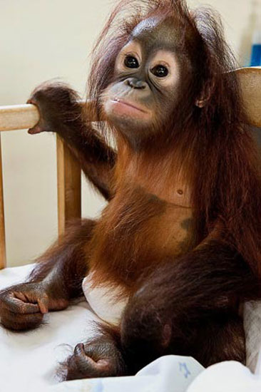 Hayvanların en komik halleri 