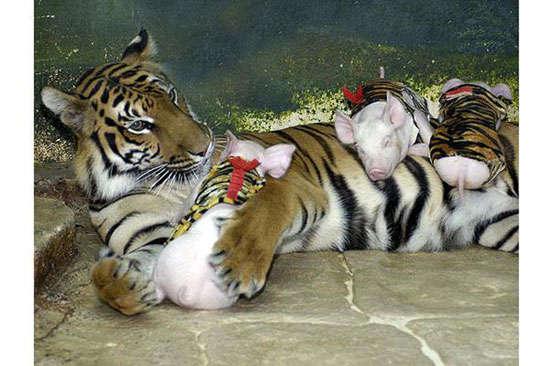 Hayvanların en komik halleri 