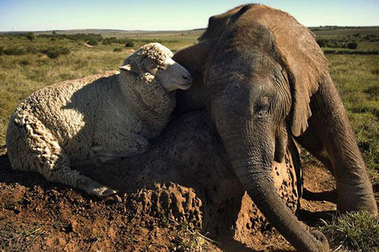 Hayvanların en komik halleri 