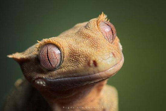 Hayvanların en komik halleri 